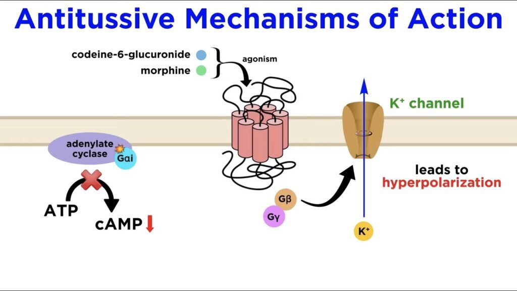 How Codeine Works: Mechanism of Action